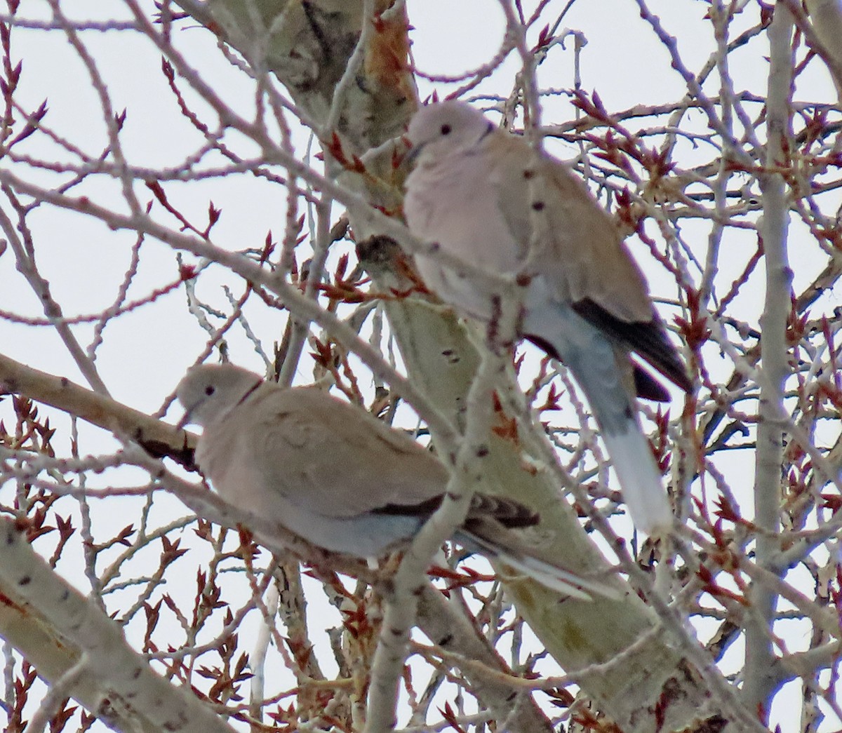 Eurasian Collared-Dove - ML614312207