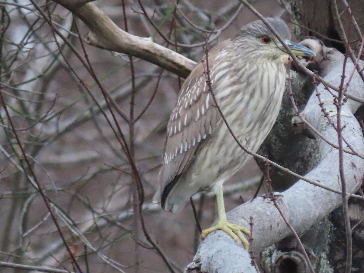 Black-crowned Night Heron - ML614312228