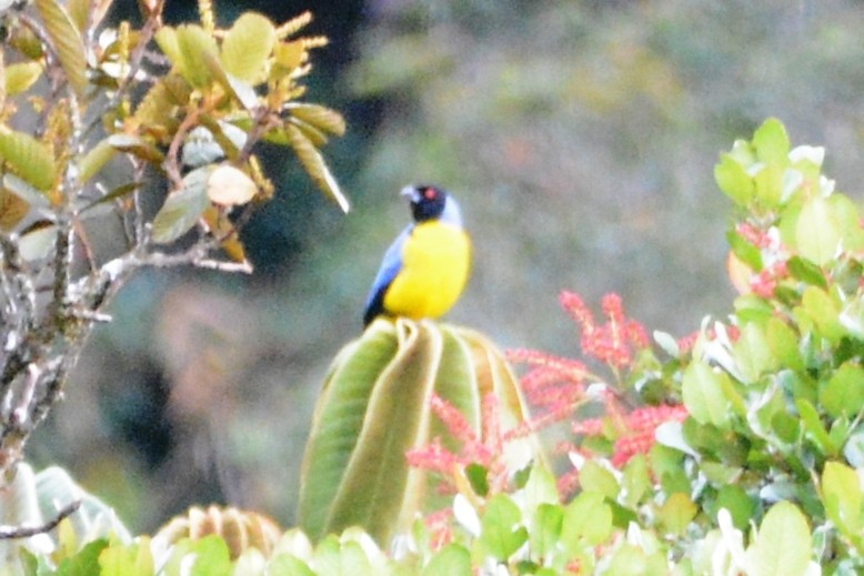 Hooded Mountain Tanager - ML614312290