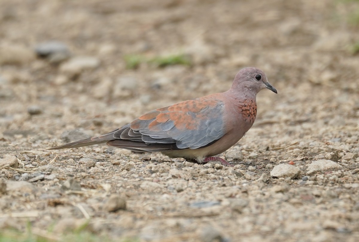 Laughing Dove - Kevin Gong