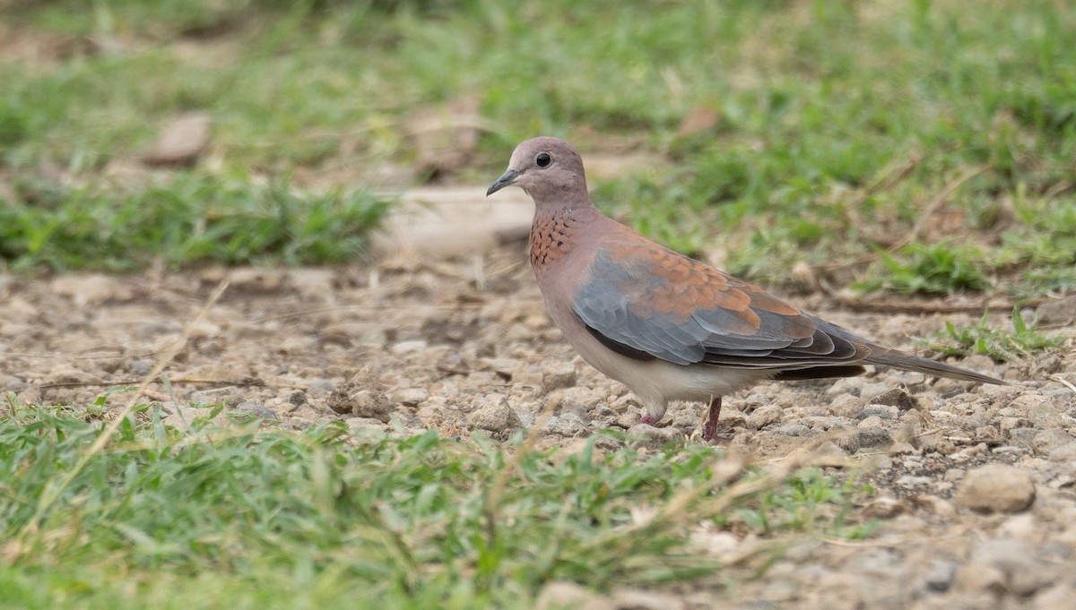 Laughing Dove - Kevin Gong