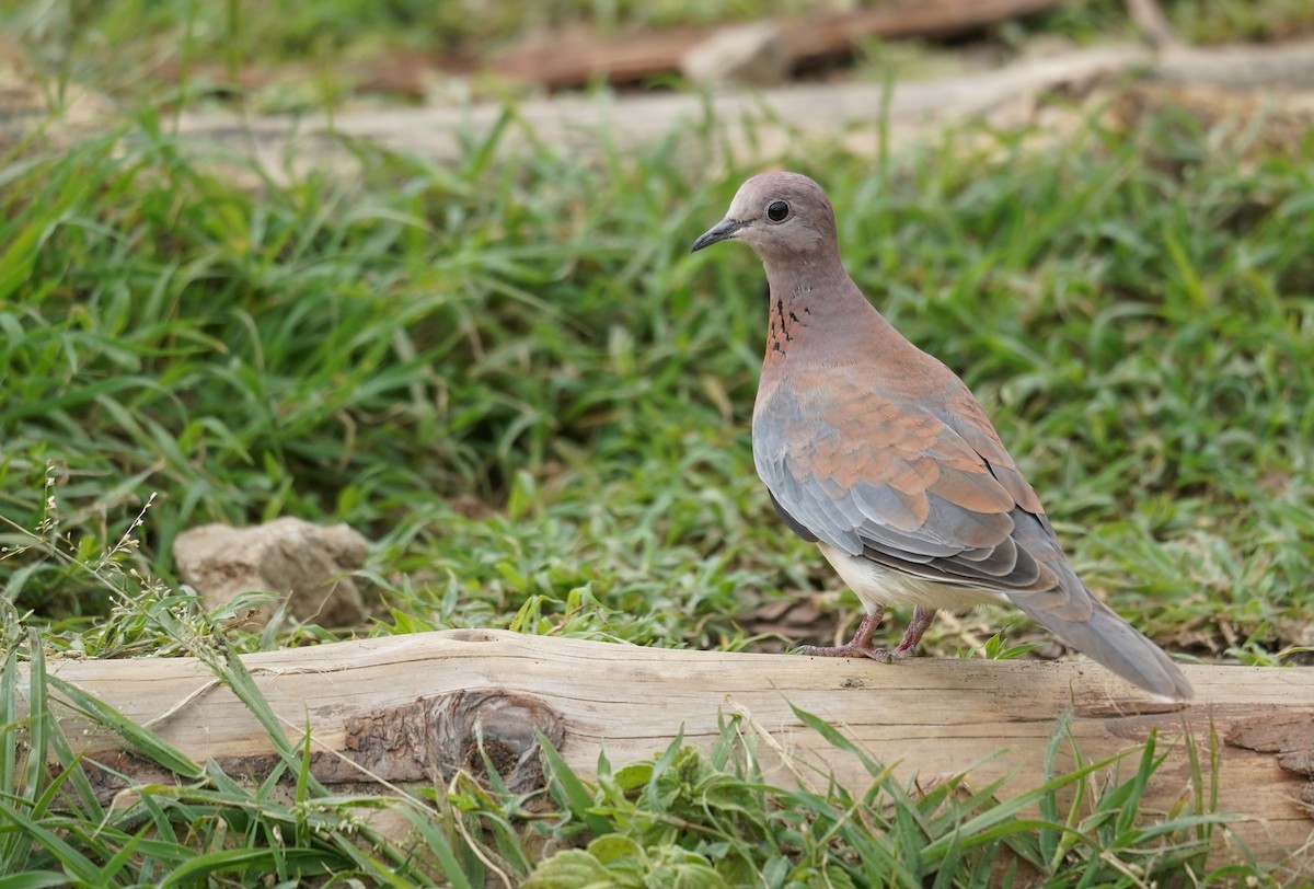 Tórtola Senegalesa - ML614312313