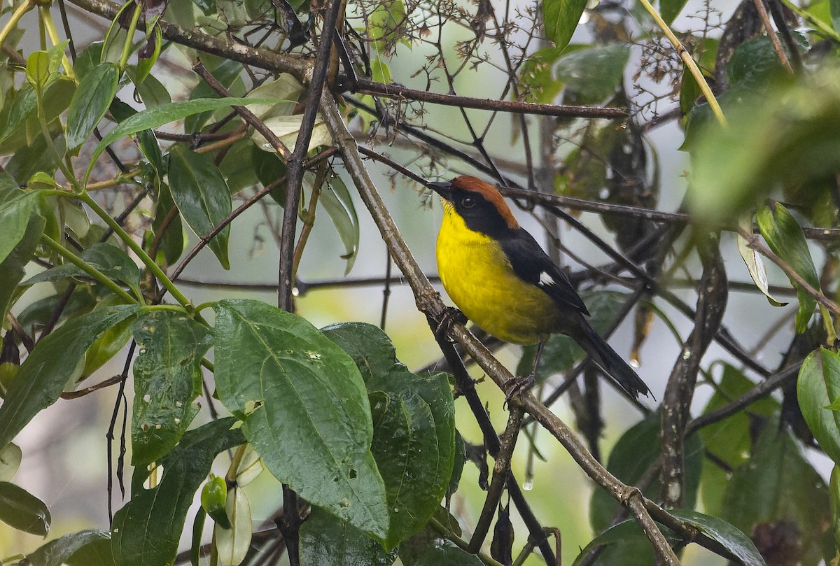 Yellow-breasted Brushfinch - ML614312481