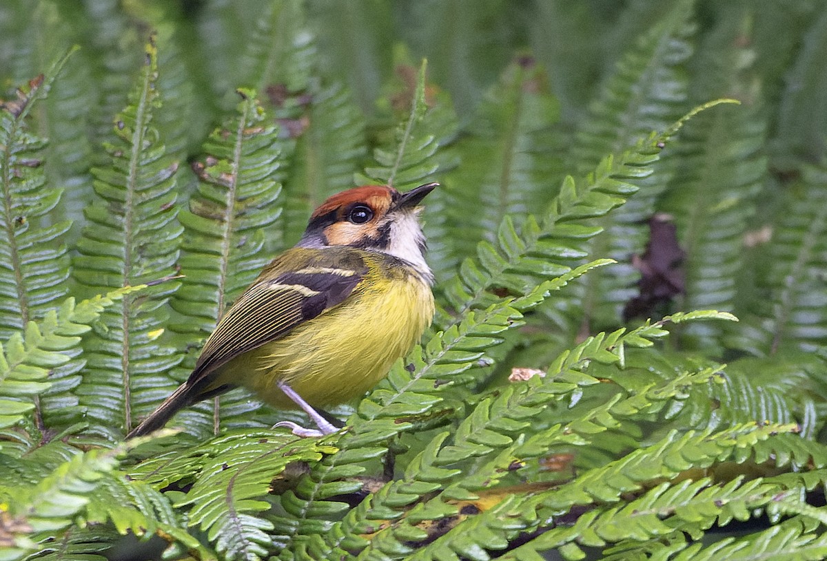 Rufous-crowned Tody-Flycatcher - ML614312512