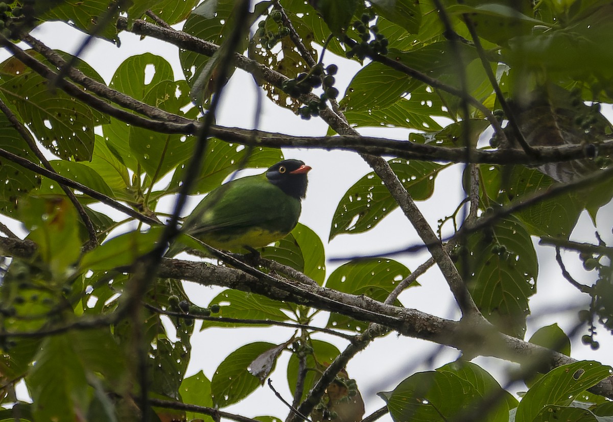 Black-chested Fruiteater - ML614312531