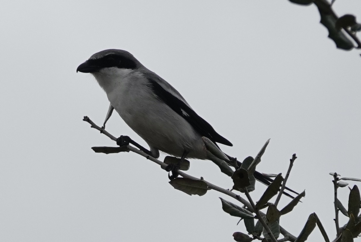 Loggerhead Shrike - ML614312546