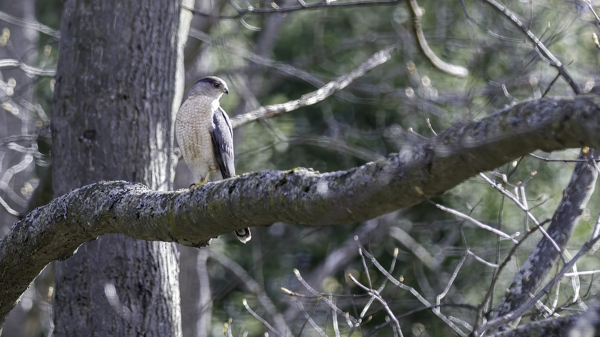 Cooper's Hawk - ML614312645