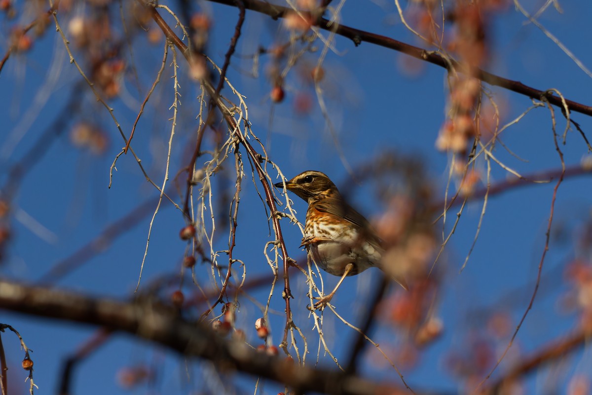 Redwing - ML614312695