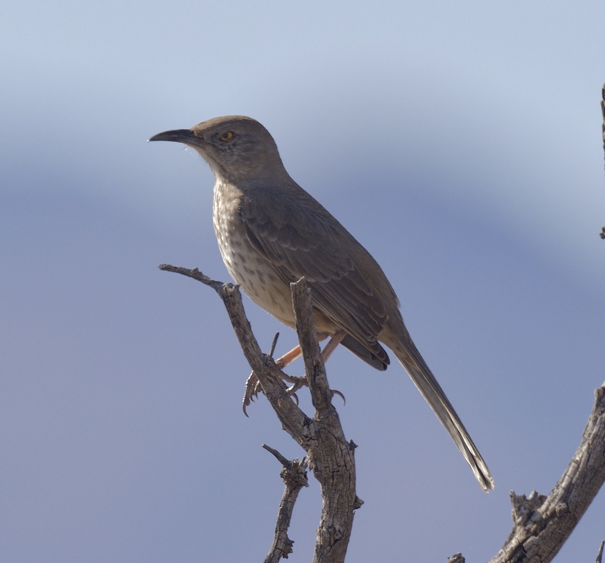 Bendire's Thrasher - ML614312840