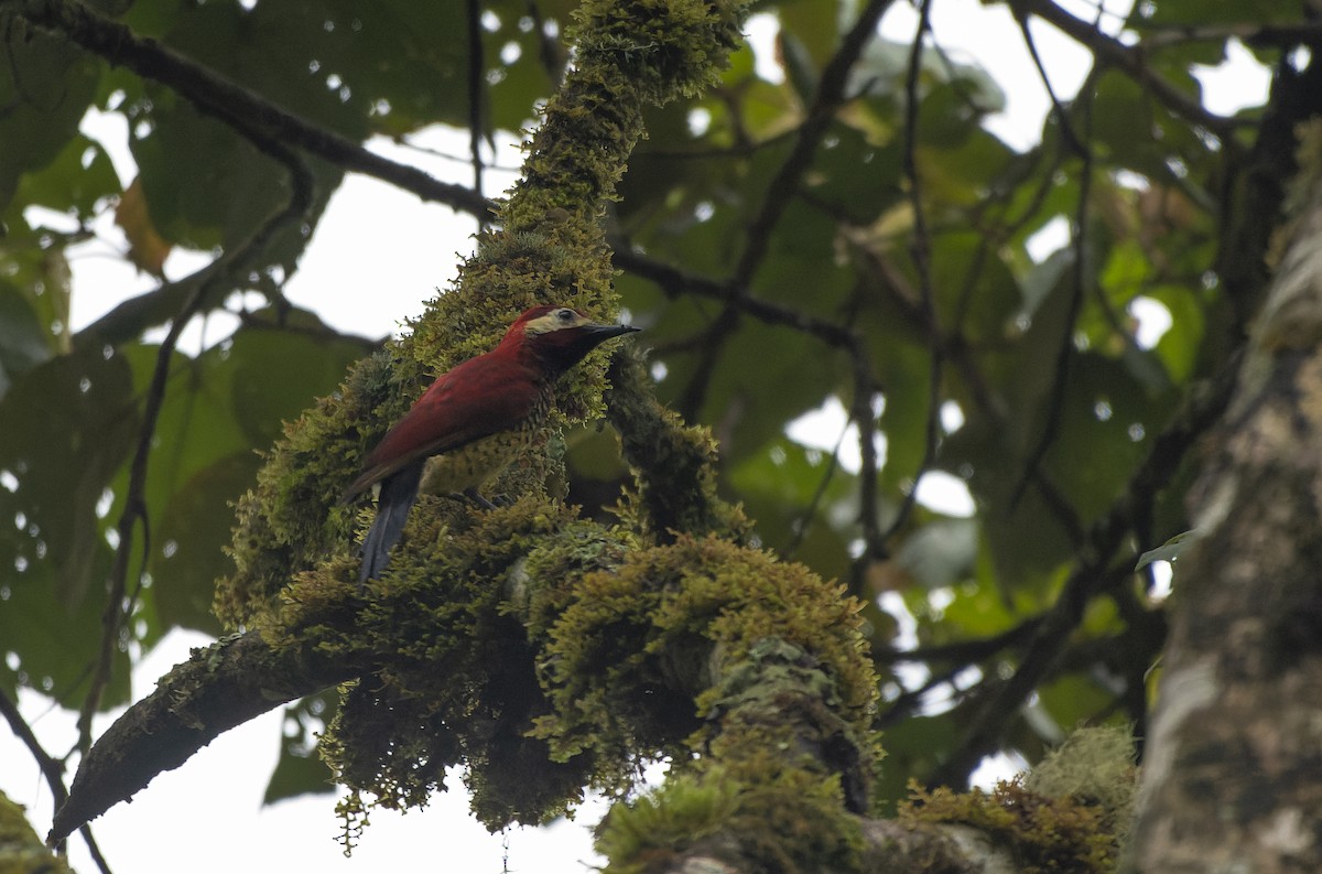 Crimson-mantled Woodpecker - David F. Belmonte
