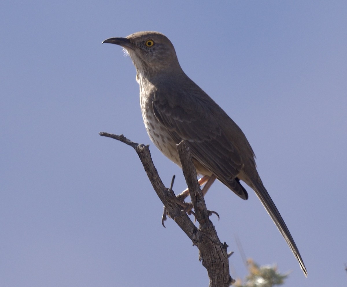 Bendire's Thrasher - ML614312888