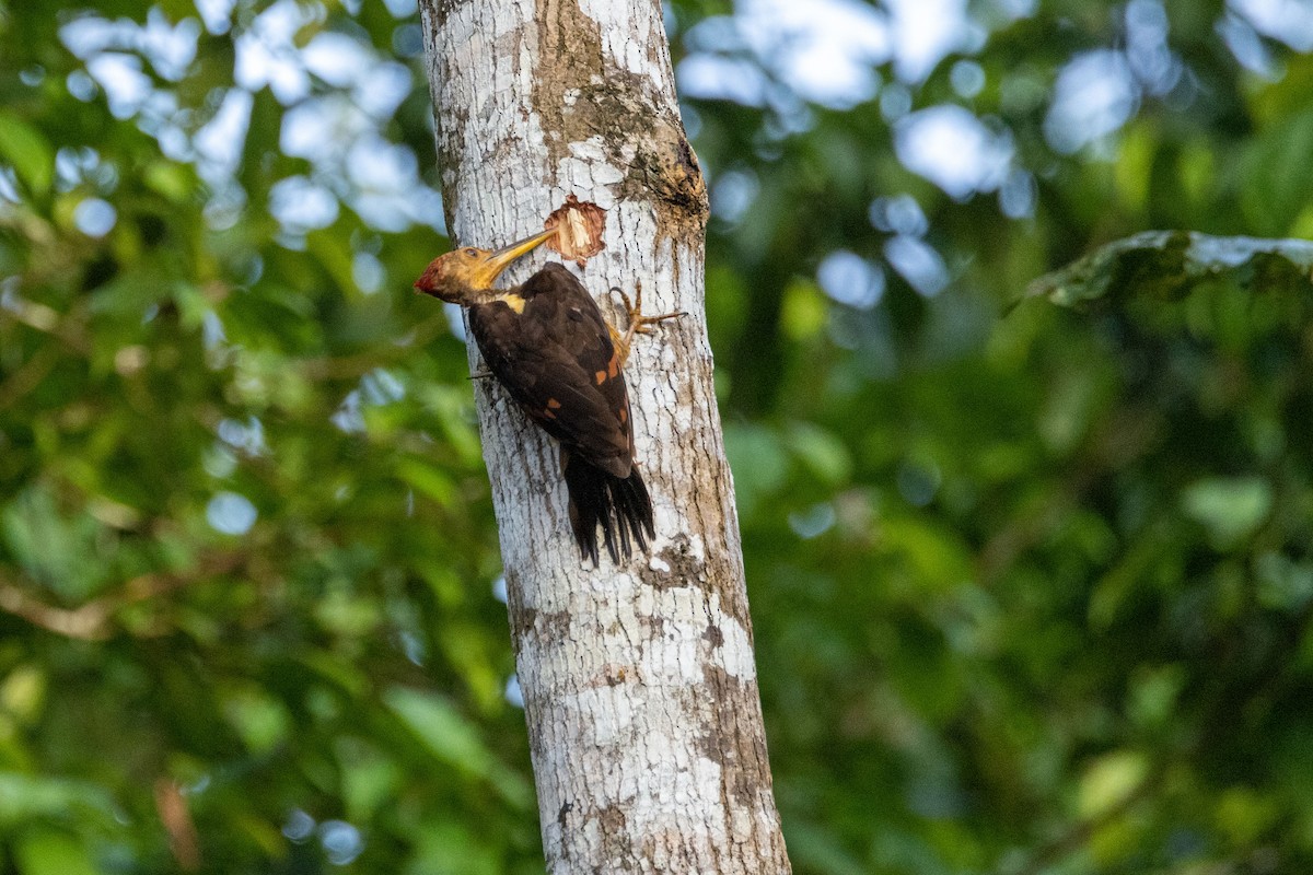 Orange-backed Woodpecker - Magnus Persmark