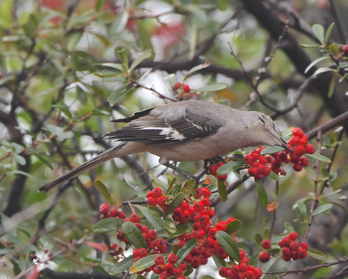 Northern Mockingbird - ML614312961