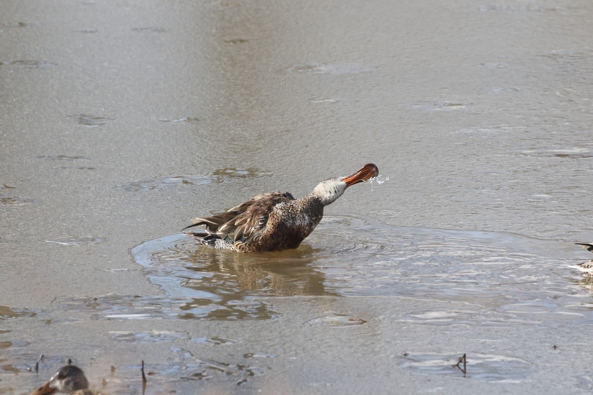 Northern Shoveler - Laurens Halsey