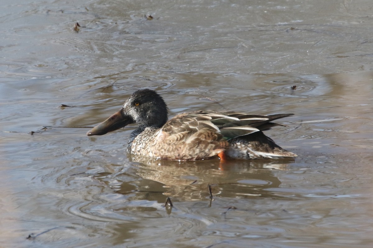 Northern Shoveler - ML614312971