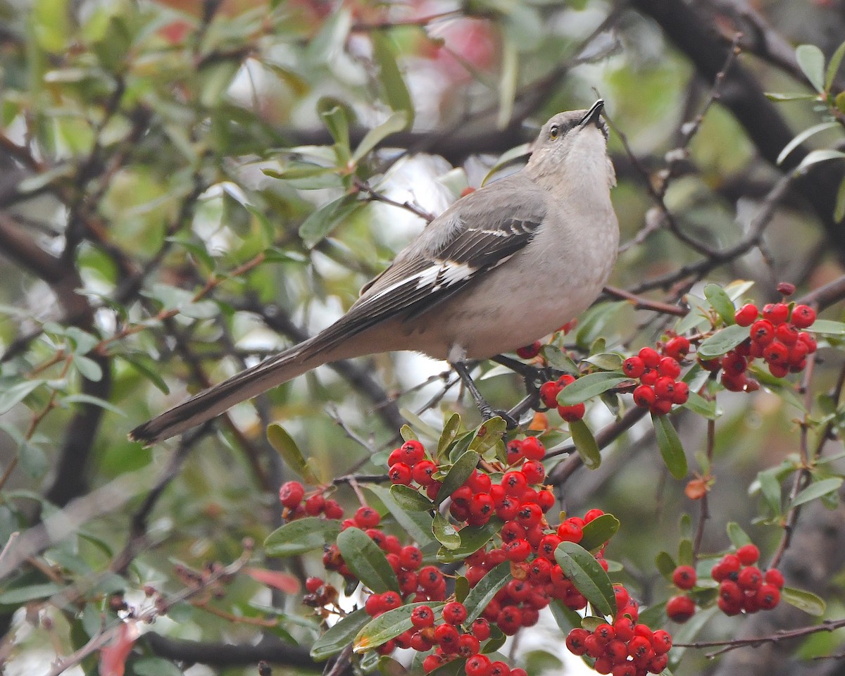 Northern Mockingbird - ML614313008