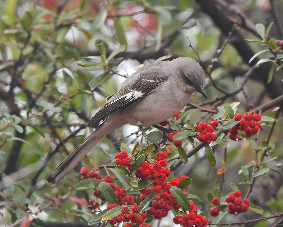 Northern Mockingbird - ML614313039