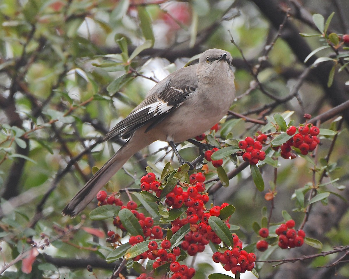 Northern Mockingbird - ML614313075