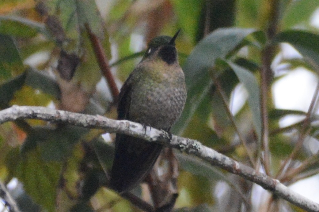 Tyrian Metaltail - Cathy Pasterczyk