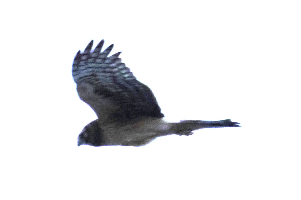 Northern Harrier - ML614313131