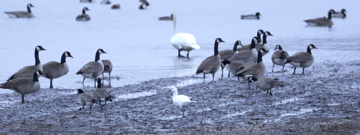 Ross's Goose - ML614313142