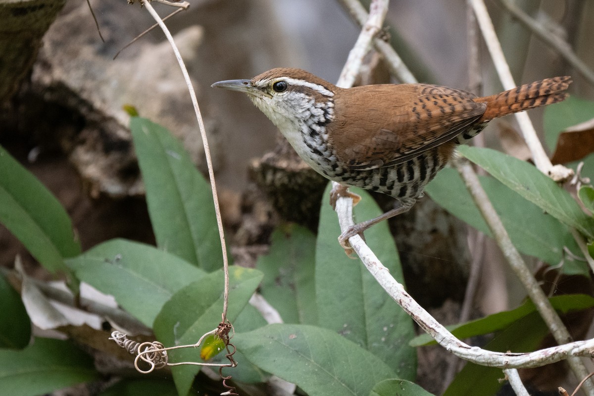 Banded Wren - Phil Chaon