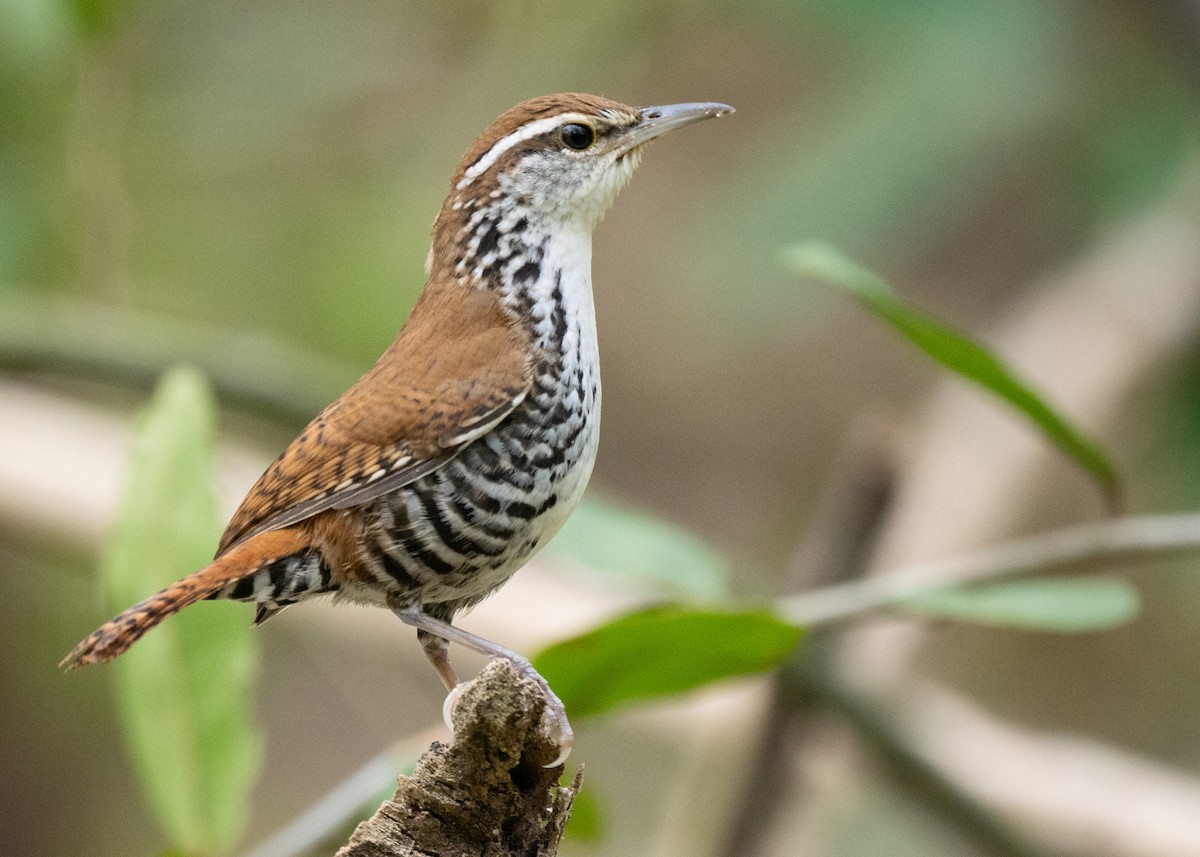 Banded Wren - Phil Chaon