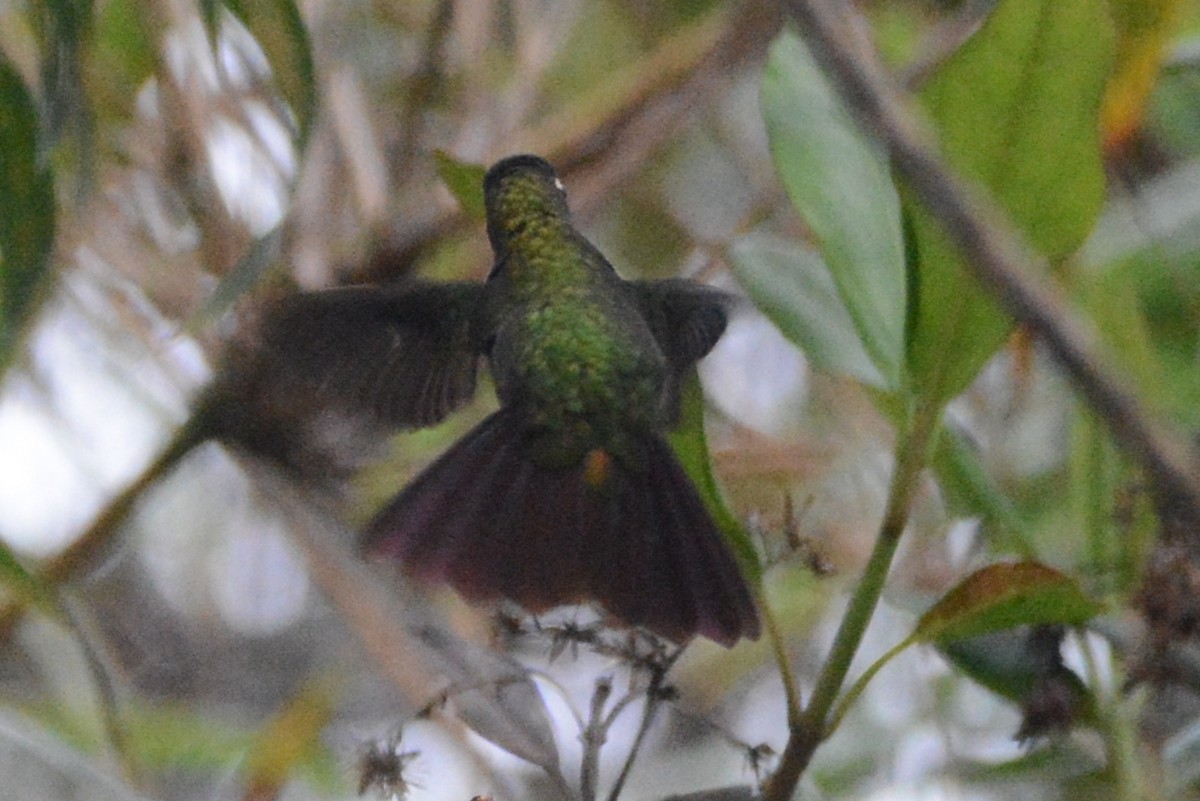 kolibřík dřišťálový - ML614313161