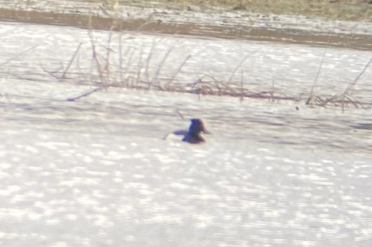 Tufted Duck x Greater Scaup (hybrid) - Caileigh Kirkby