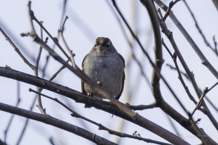 White-crowned Sparrow - ML614313436