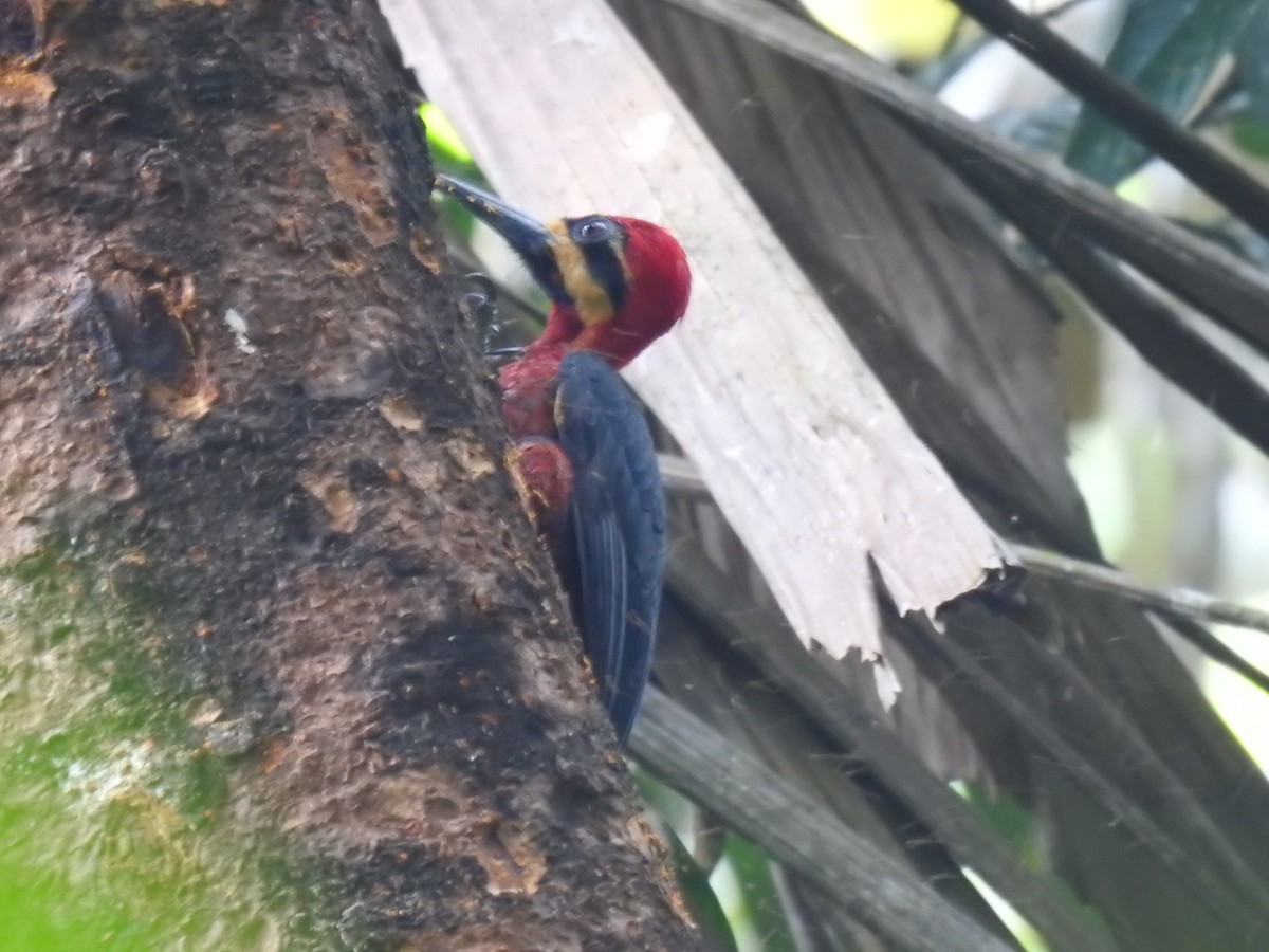 Crimson-bellied Woodpecker - Justin Harris
