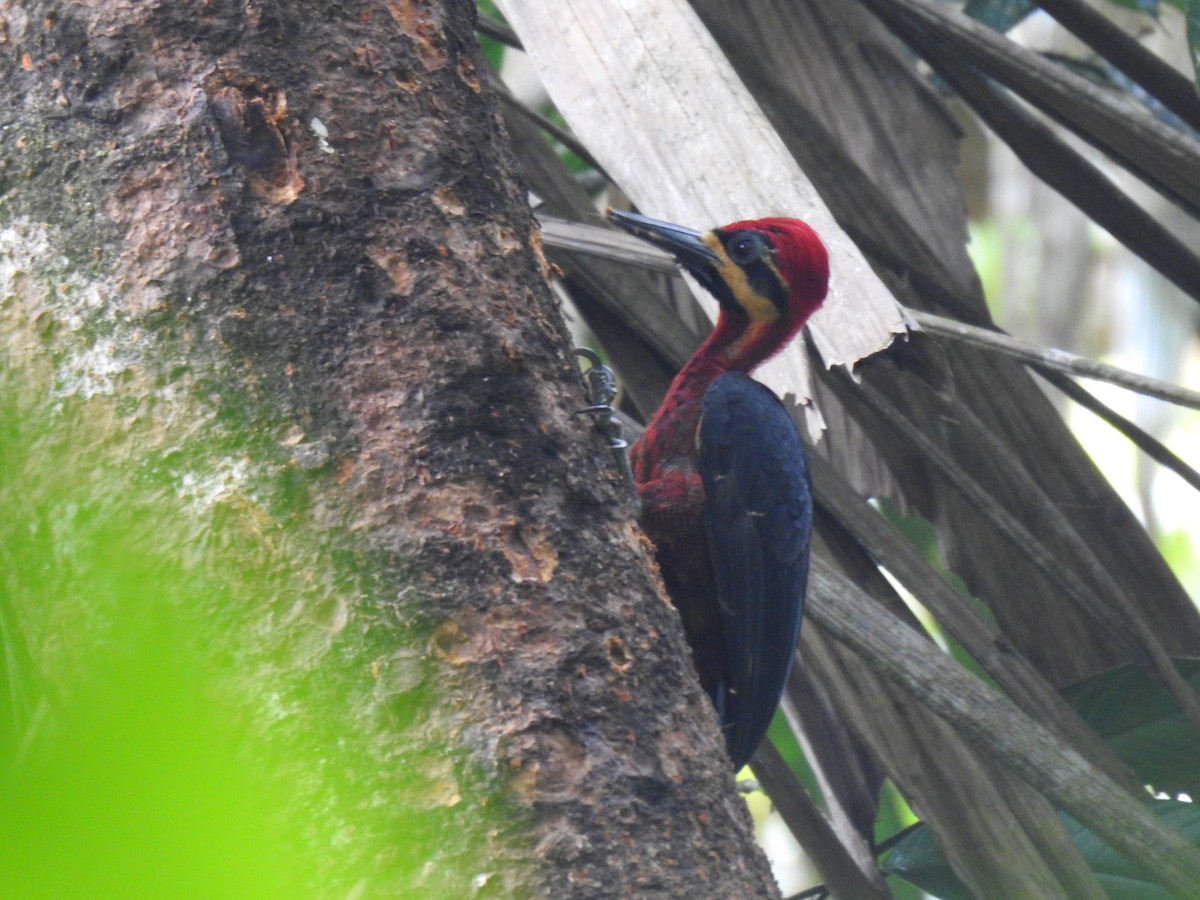 Crimson-bellied Woodpecker - Justin Harris