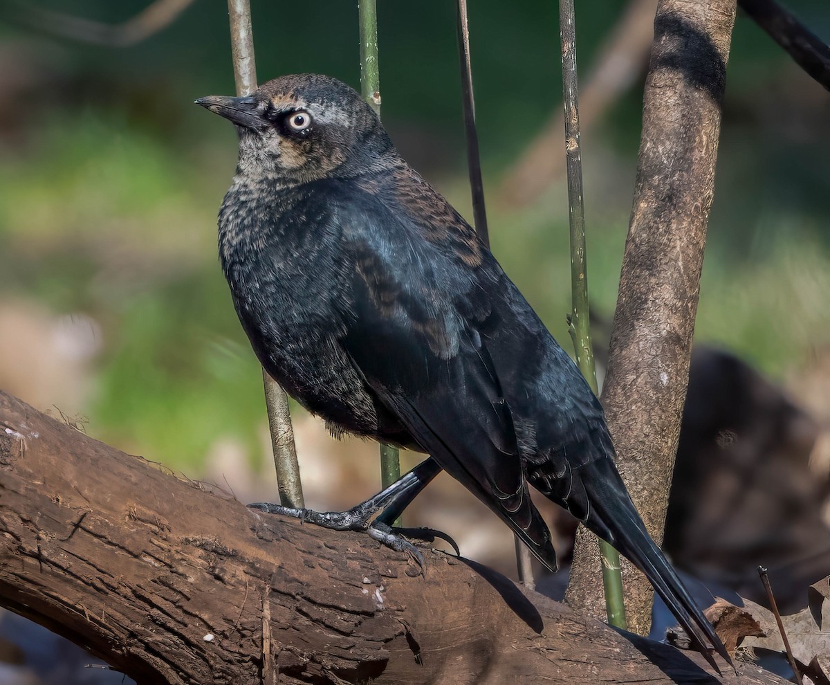 Rusty Blackbird - Howard Cox