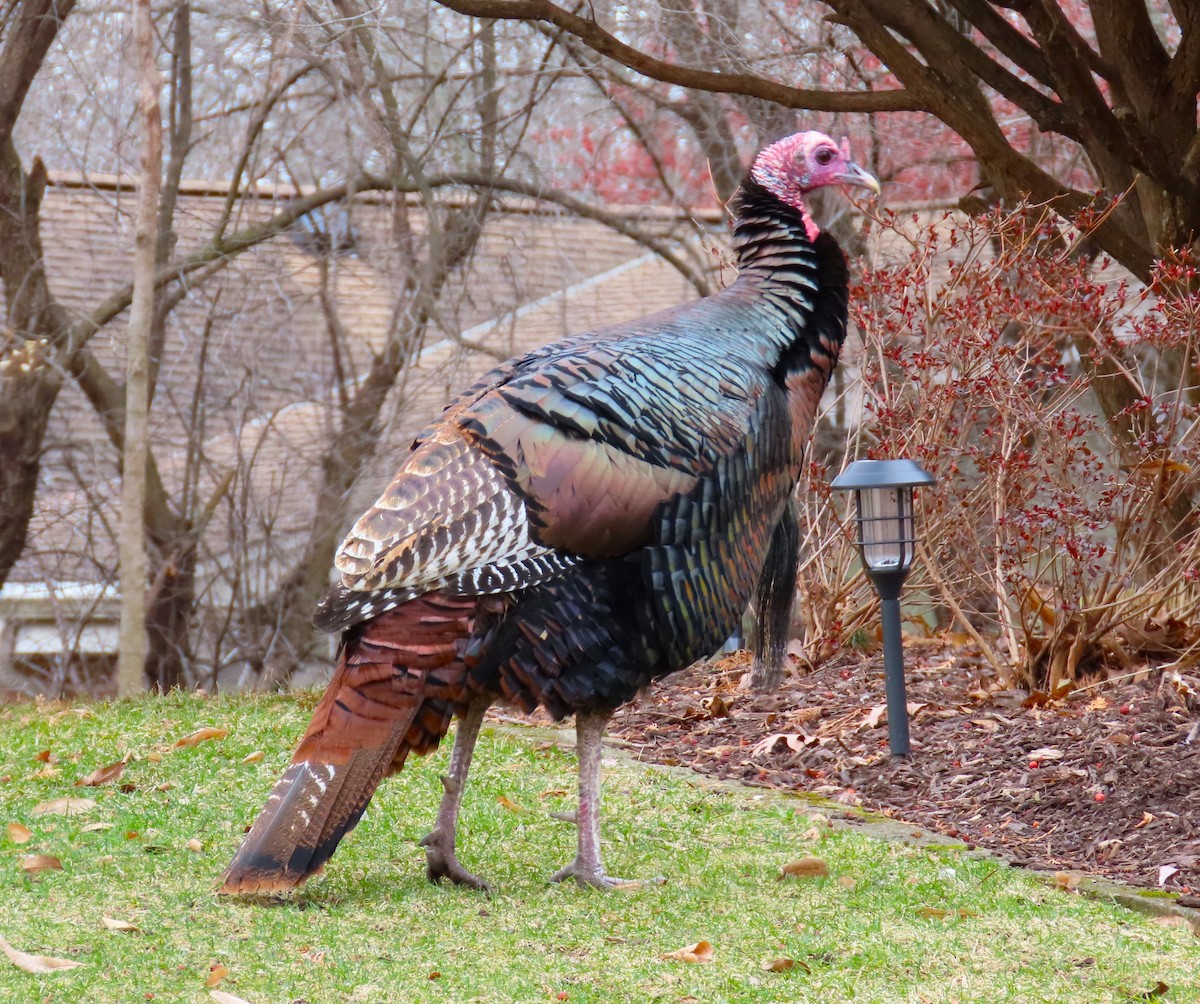 Wild Turkey - ML614313556