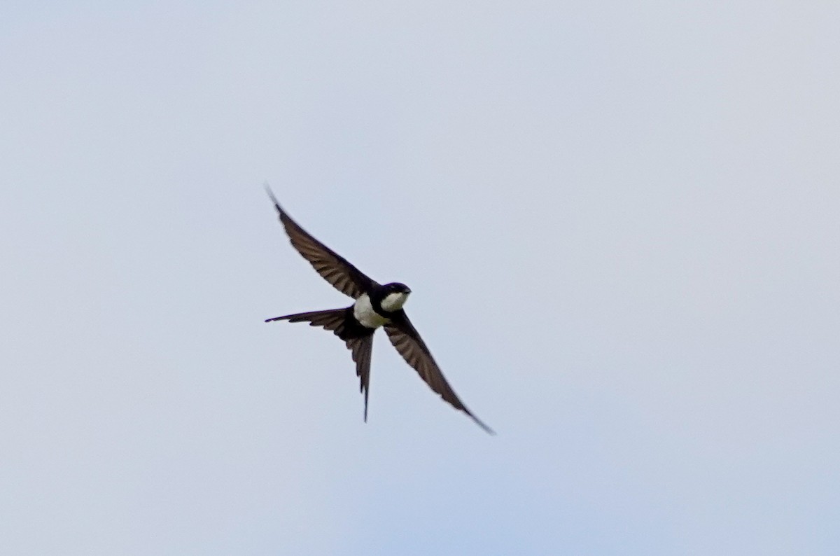 Golondrina Acollarada - ML614313563