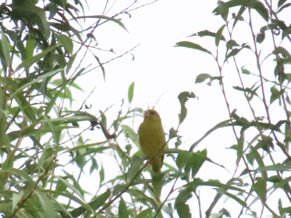 European Greenfinch - ML614313576