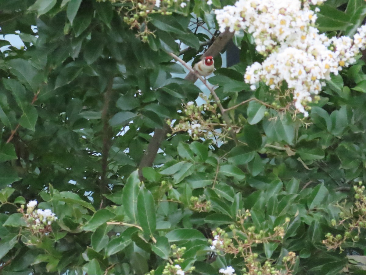 European Goldfinch - ML614313583