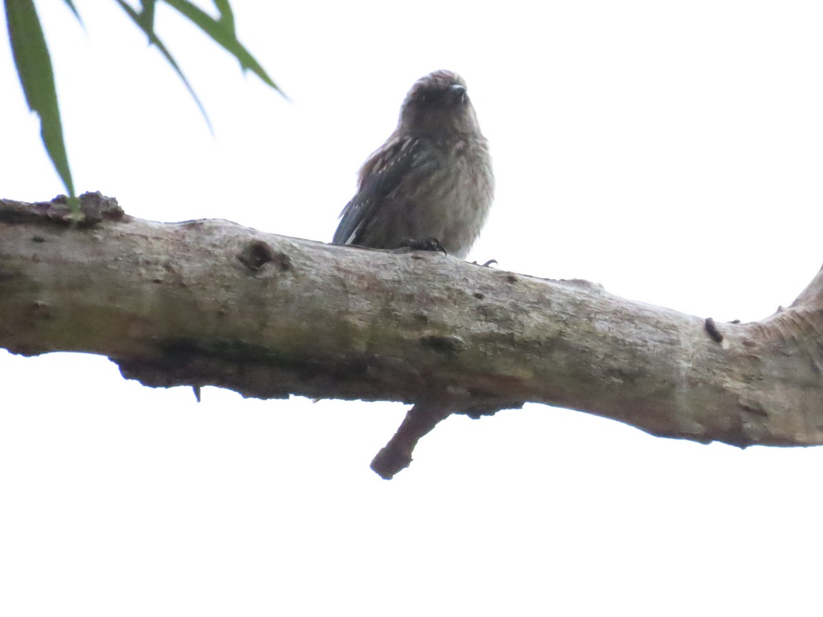 Dusky Woodswallow - ML614313597