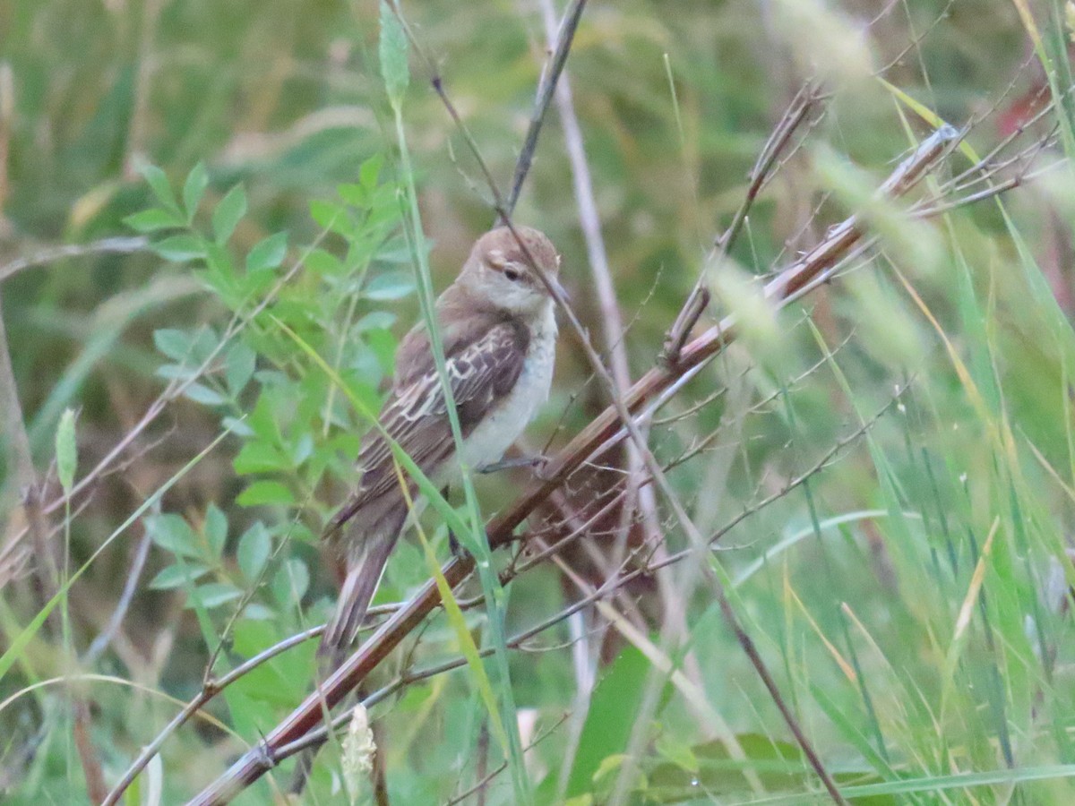 White-winged Triller - Ben Ward