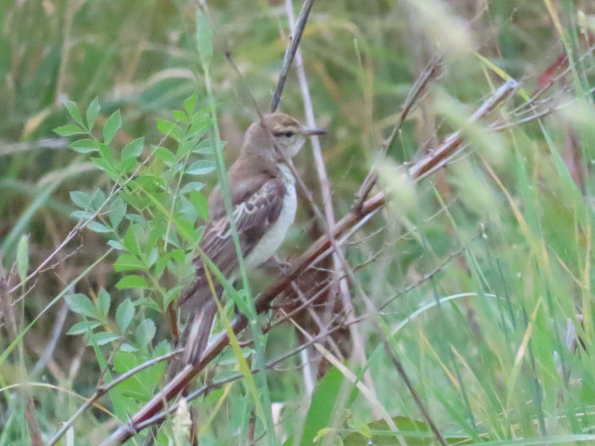 White-winged Triller - ML614313616