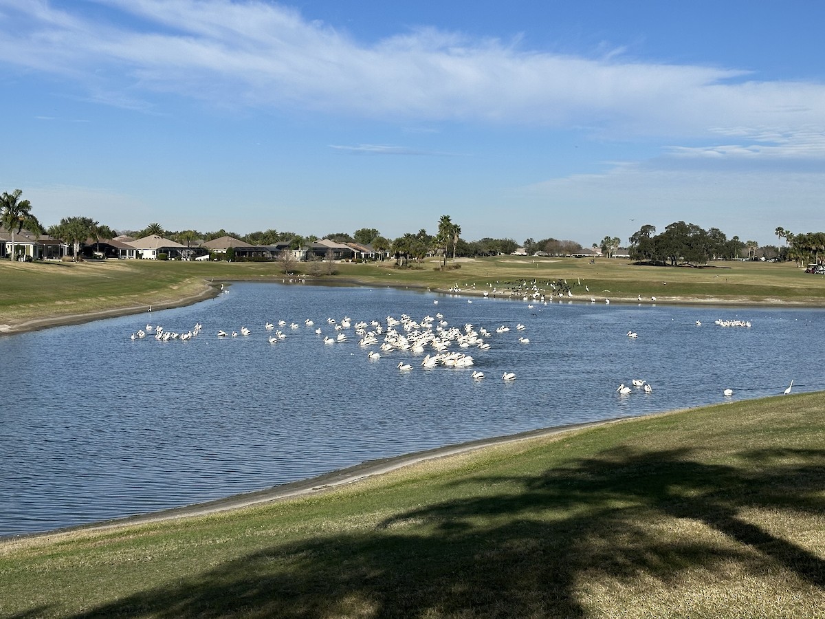 American White Pelican - ML614313642