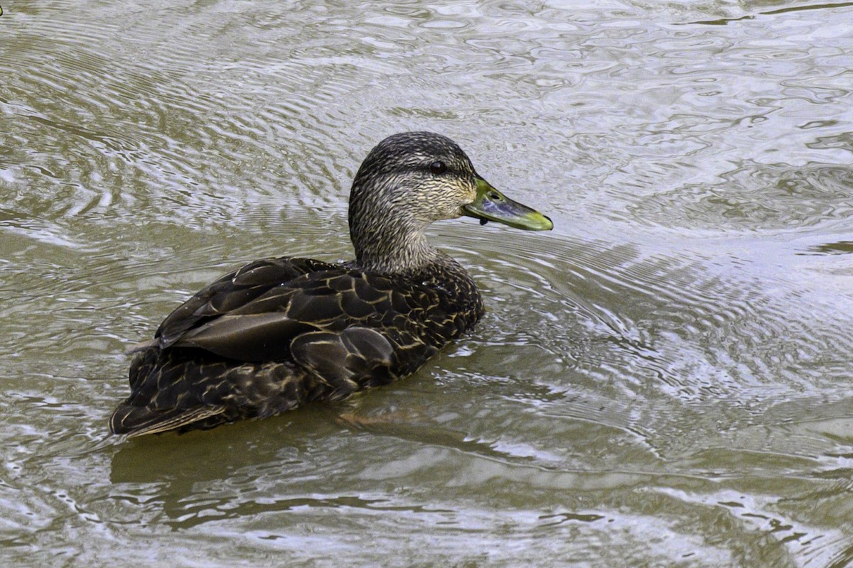 Canard noir - ML614313655