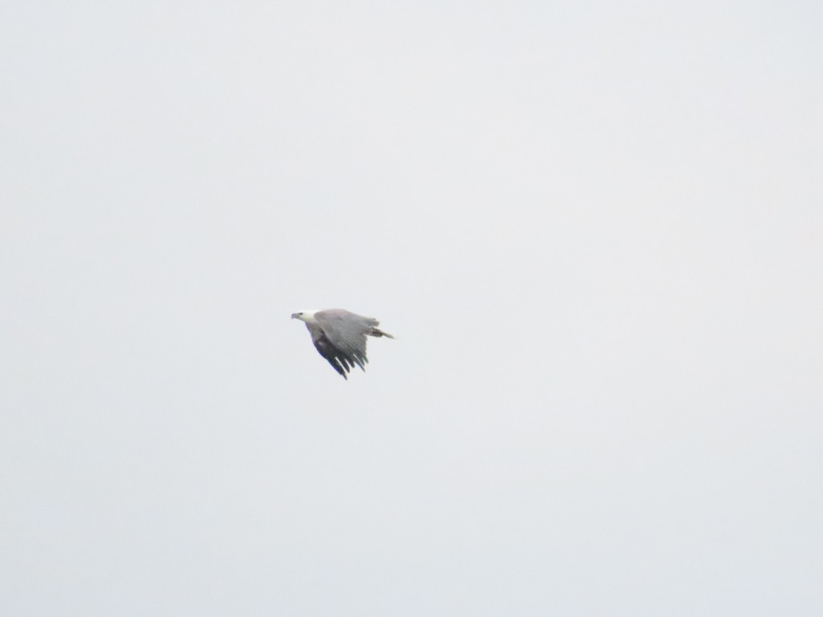 White-bellied Sea-Eagle - ML614313656