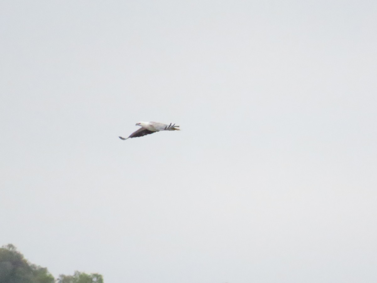 White-bellied Sea-Eagle - ML614313657