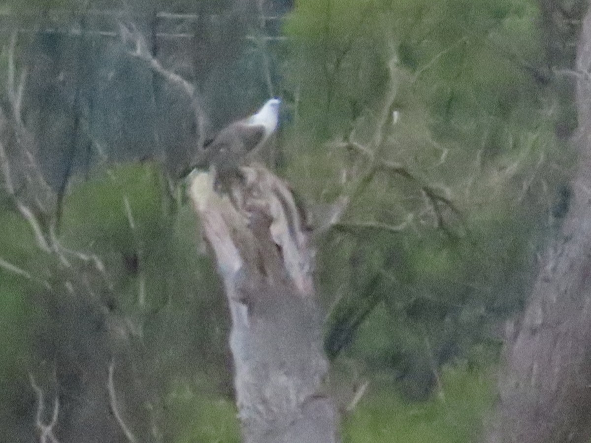 White-bellied Sea-Eagle - Ben Ward