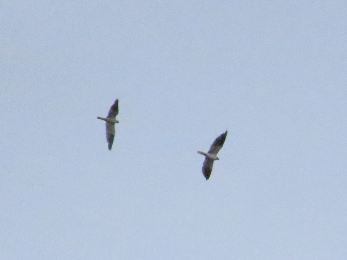 Black-shouldered Kite - ML614313679