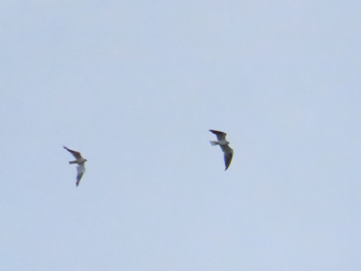 Black-shouldered Kite - ML614313680