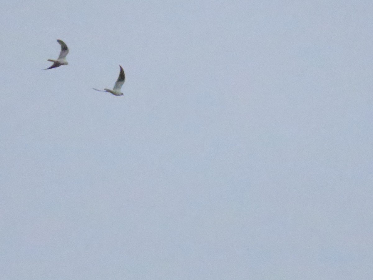 Black-shouldered Kite - ML614313681