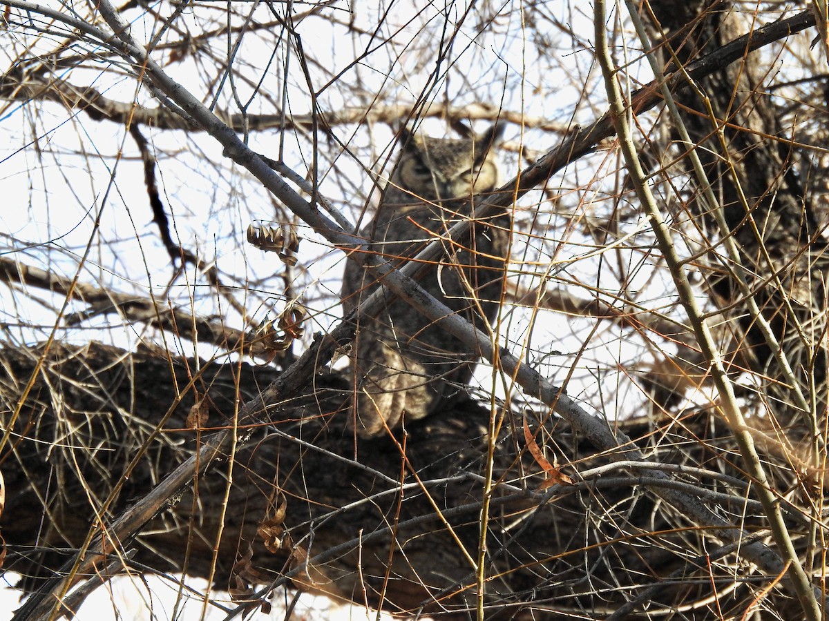 Great Horned Owl - ML614313695