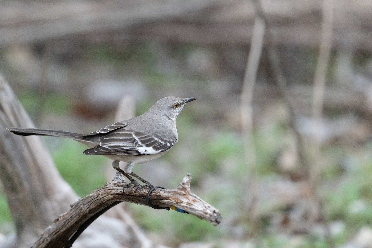 Northern Mockingbird - ML614313744